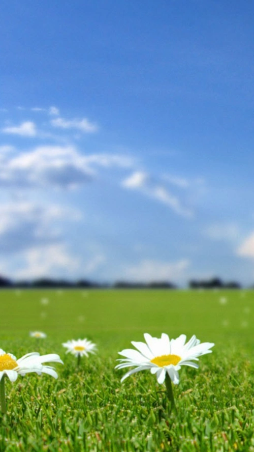 风景蓝天白云绿草花h5背景素材