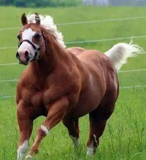 【肌肉大猩猩】 我们大家应该都有一个疑问——为什么银背大猩猩能长