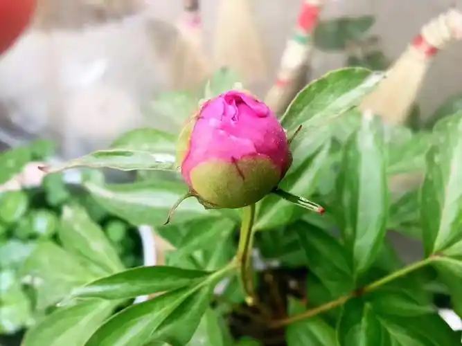 芍药花苞将要开口的时候