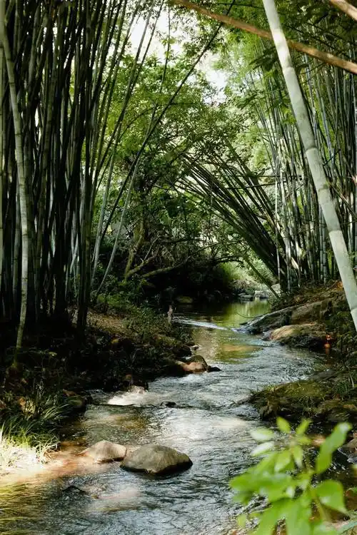 被问了100遍这个竹林小溪真就在广州