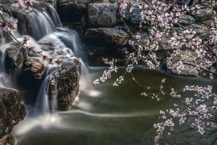 水边盛开的桃花