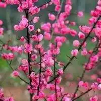 最好看的梅花头像_微信头像图片大全