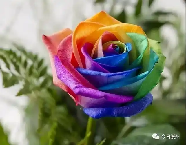 约崇州网红打卡地看七彩玫瑰门票免费送送送