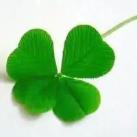 四叶草头像图片大全幸运四叶草头像图片点击鼠标右键下载