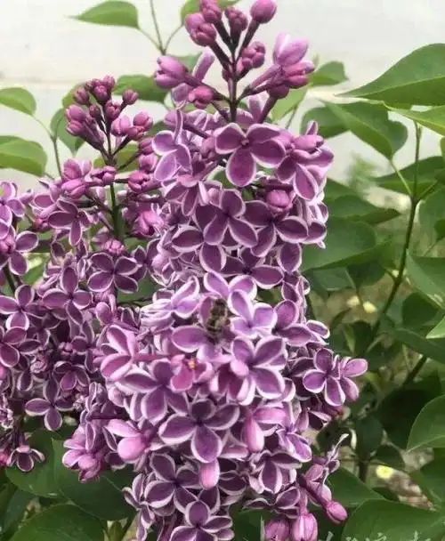 该品种从北京引进,由紫丁香和欧洲丁香杂交,白花重瓣,是两至三层花瓣