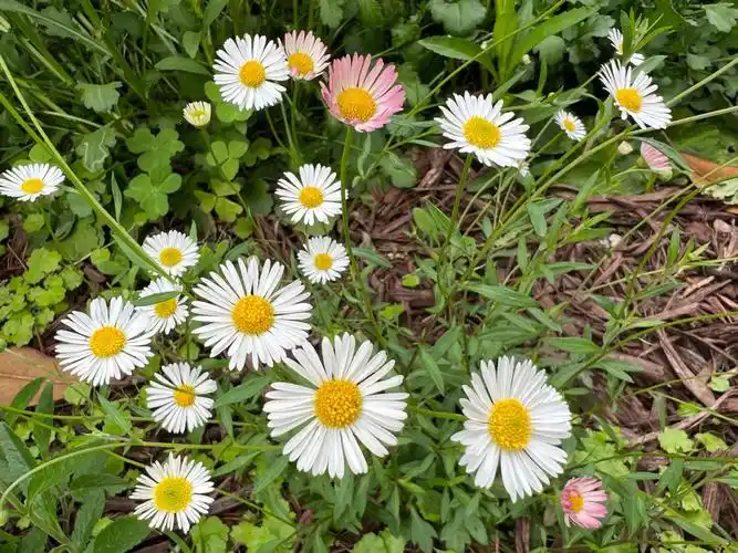 花境植物之墨西哥飞蓬草