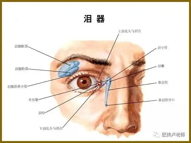 认识眼睛的结构_眼睑