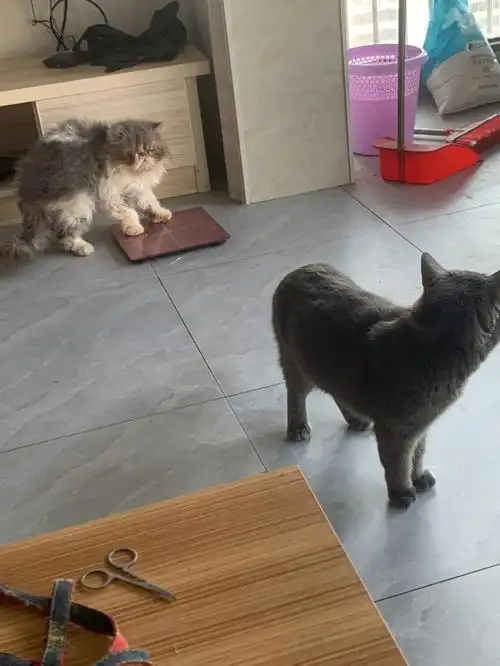 蓝猫弟弟长毛蓝白加菲猫弟弟找领养