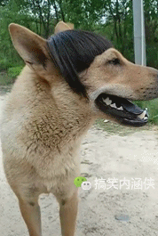 爆笑gif趣图 大哥,你轻点,别把床整塌了