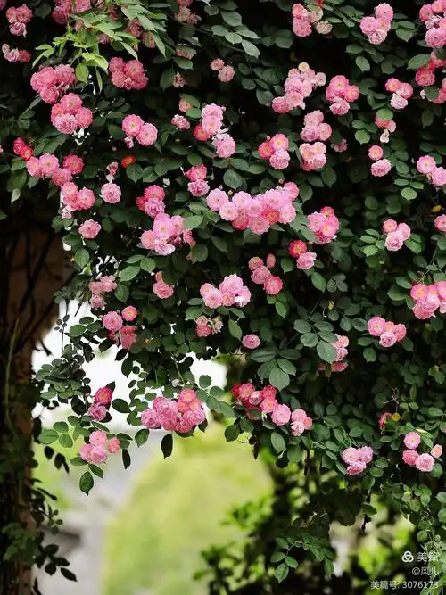 在醉美的蔷薇花季,寻觅那诗情画意的浪漫 - 美篇