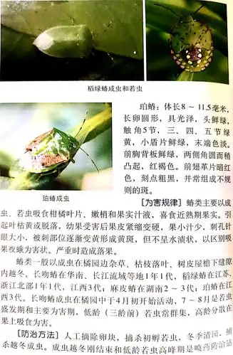 【一分钟】了解柑橘蝽类