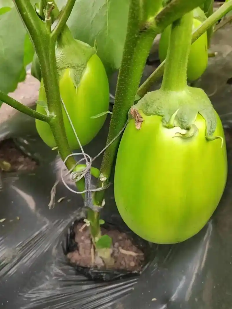 新品种无刺绿茄子,颜色正,产量高 - 抖音