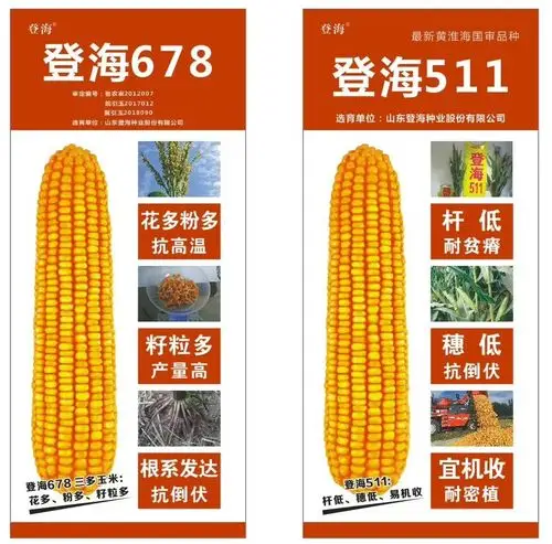 【特别推荐】登海新品 财富之选 ——登海种业登海678,登海511新品