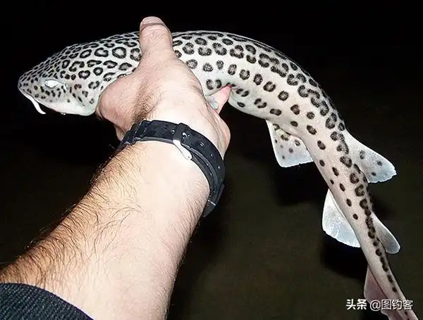 柠檬鲨多少钱一只,世界上可以鱼缸里养的观赏淡水小鲨鱼