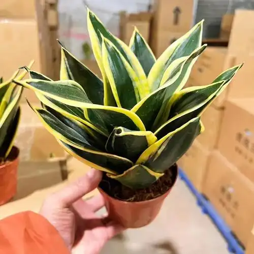 办公室内客厅桌面绿植花卉金边短叶虎皮兰 荷花兰 虎皮兰盆栽