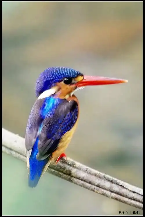 等了一年,终于等到 《蓝耳翠鸟》