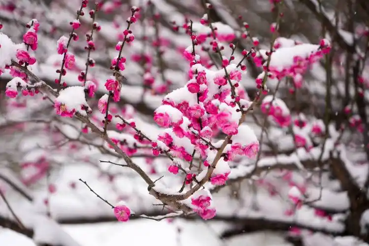 贵州黄平:瑞雪梅花两相映 玉尘纷纷盖枝头_初雪_大地_雪景