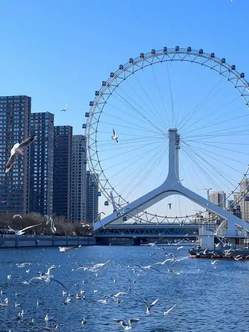来自于天津的浪漫来天津之眼看海鸥
