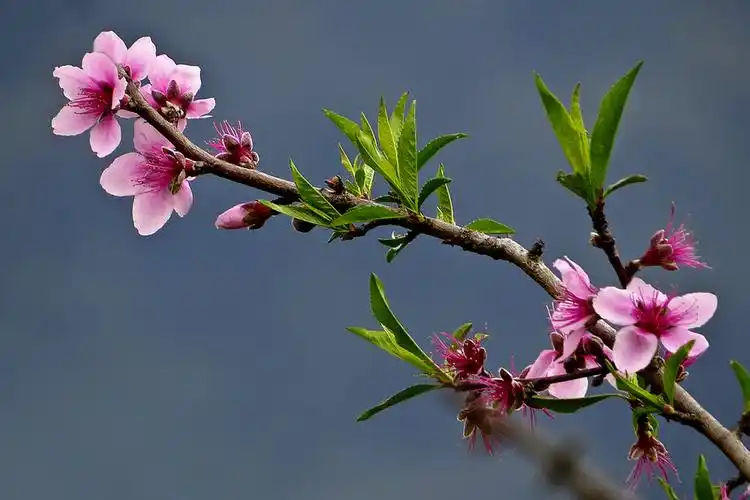 严寒下的桃花