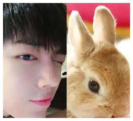 肖战与兔子撞脸合集 呆萌肖兔子收割姨母心!