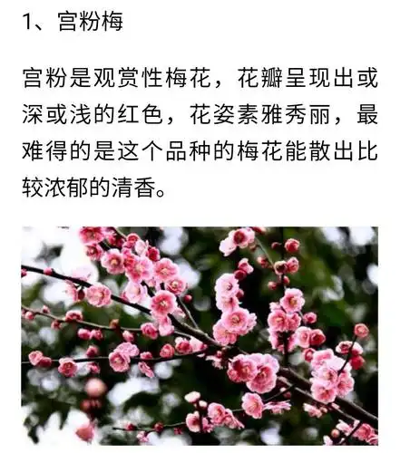 春暖花开梅花俏 梅花品种知多少?