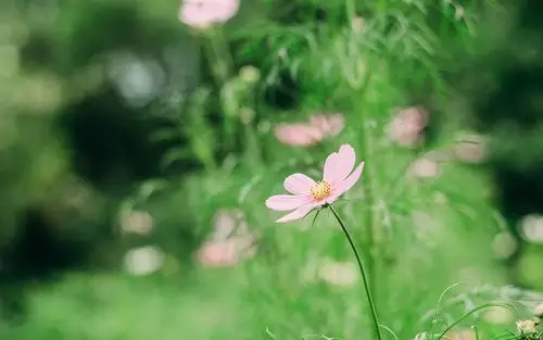 植物图片,护眼壁纸,唯美,小清新,花卉,植物,护眼,电脑壁纸,壁纸小清新