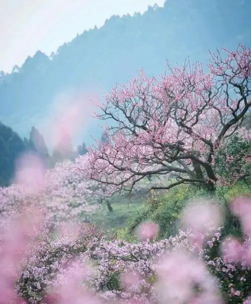 现实中是否有三生三世十里桃花源的美景,只需一眼就沉醉其中,不知归途