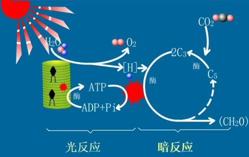 教学安排 教案设计】高三生物:一轮复习——光合作用与呼吸作用答案