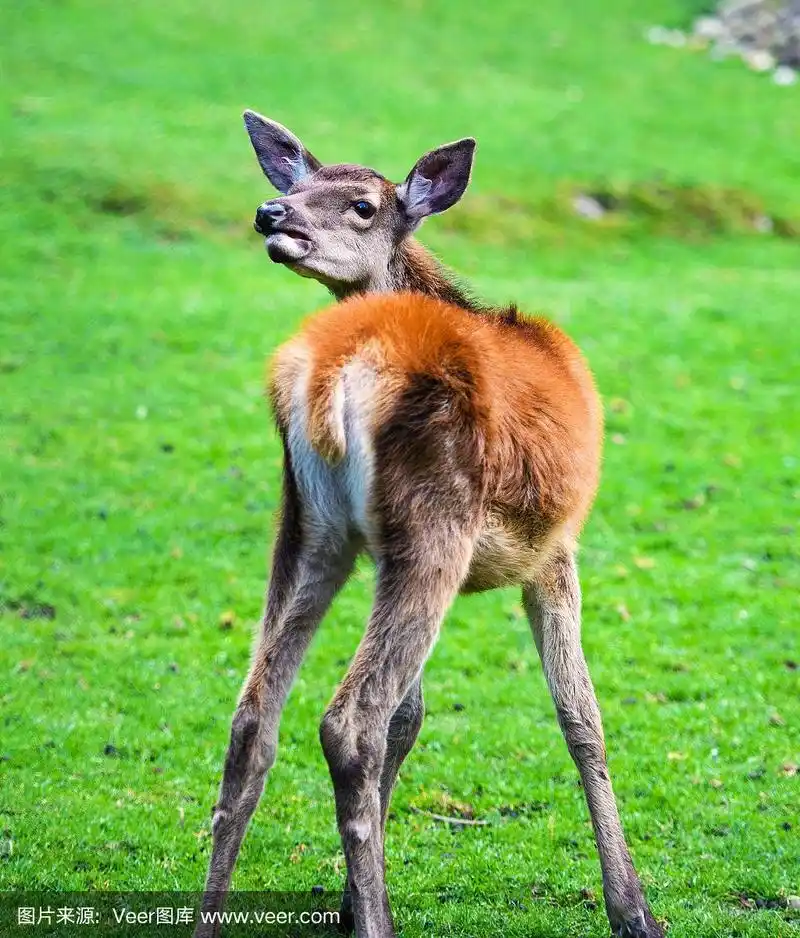雄壮的小马鹿在秋天的秋天森林的肖像