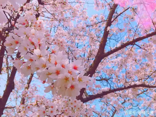 深圳,春游好去处,人少景美免费好玩还有漫山遍野的樱花花海!