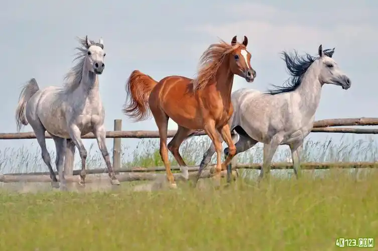 草原 骏马 奔驰 奔腾 奔马 马匹 马 草地 小草 栅栏 图片大全 高清
