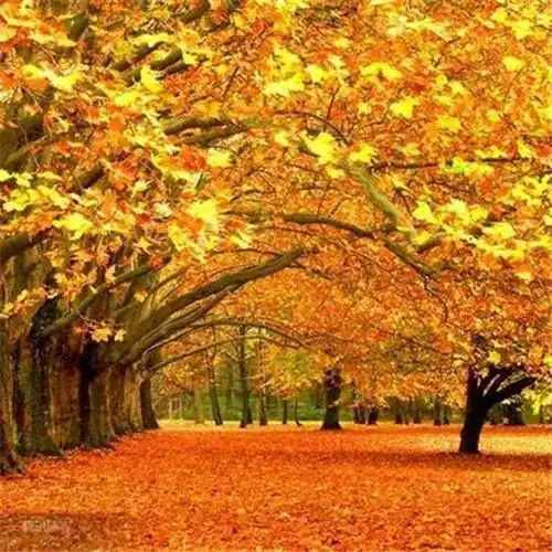 高清有氛围感唯美适合秋天的微信头像_风景微信头像_头像屋