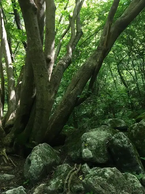 秦岭里的原始森林