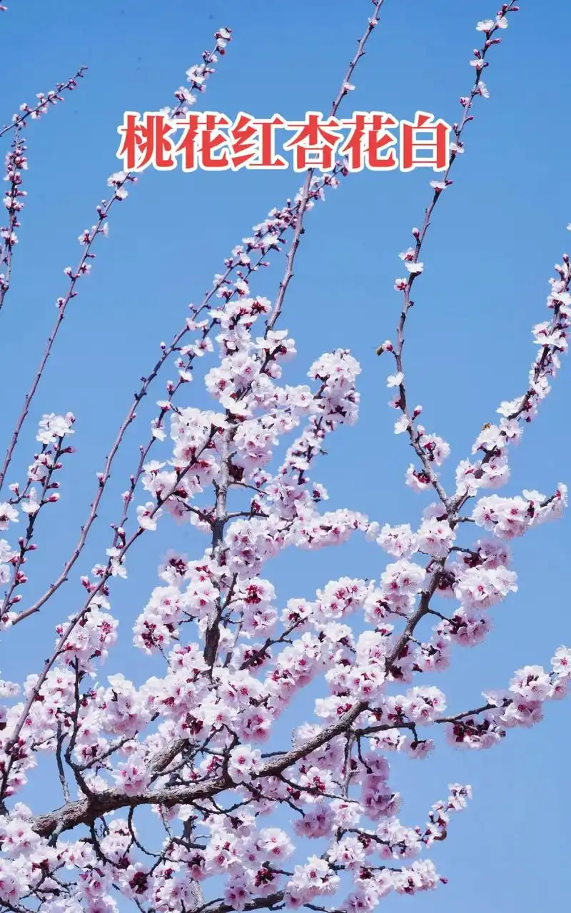 桃花花你就红来,杏花花你就白,爬山越岭我望你来.#一起来看漫 - 抖音