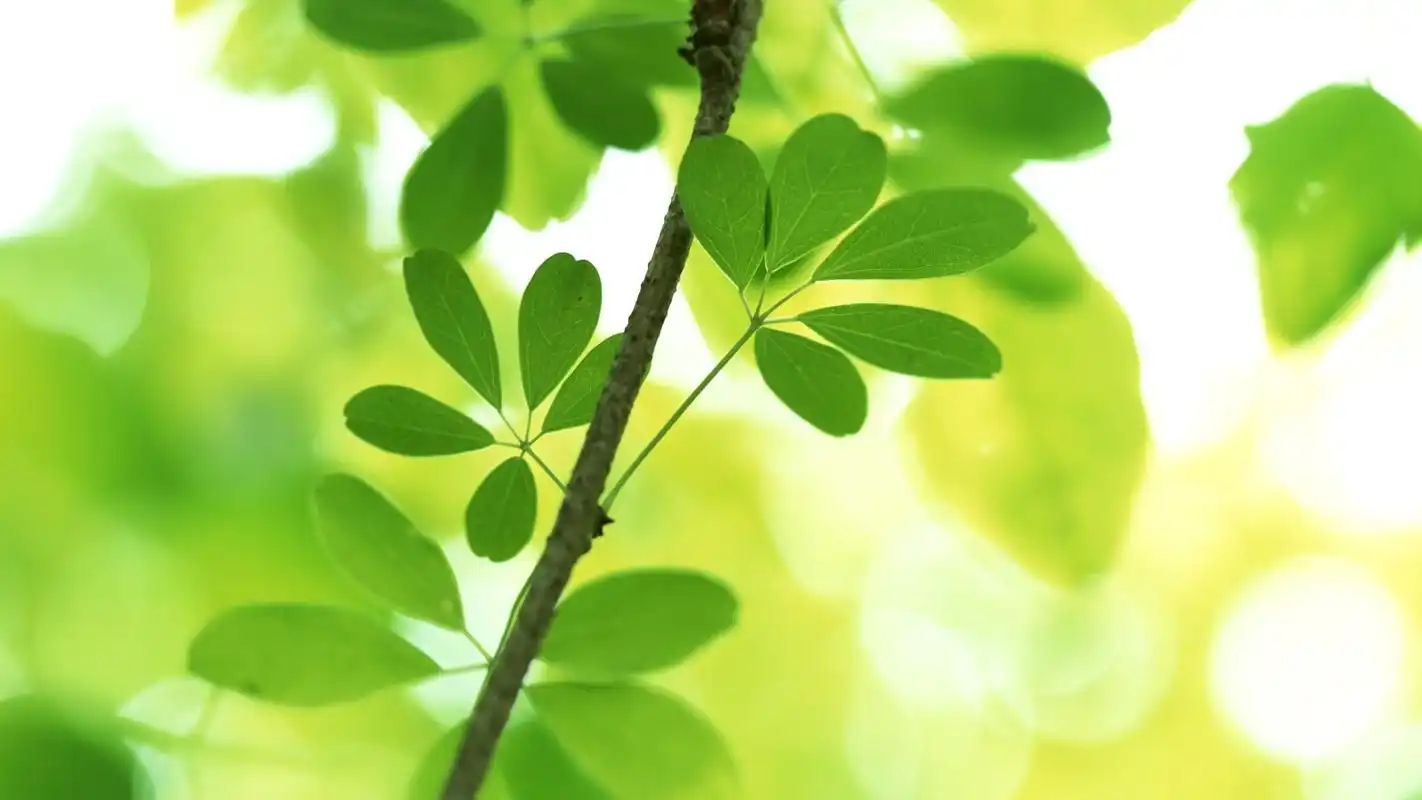 绿色系小清新高清壁纸_电脑一族专用壁纸