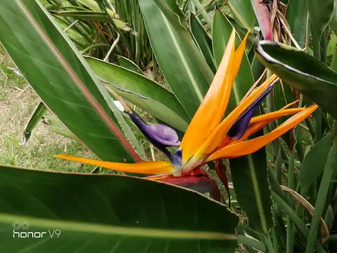 天堂鸟与旅人蕉