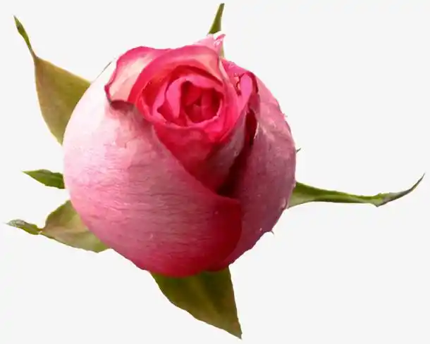 含苞待放的玫瑰