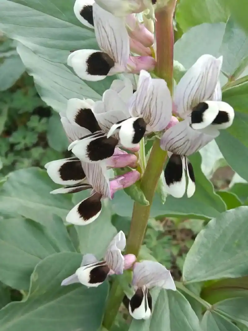 蚕豆开花,美 - 抖音