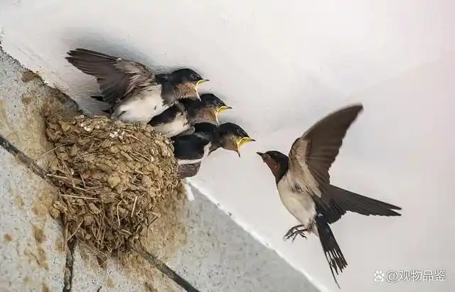 小燕子最喜欢吃昆虫了,只要不是硬壳的,剪成小段儿喂食就可以,也可以