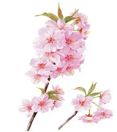 标签关键词:彩铅樱花