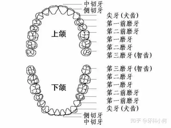 怎么分辨第一磨牙和第二磨牙