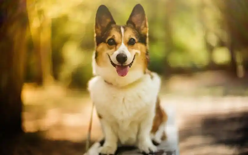 狗,汪星人,呆萌,可爱,moaan,开心狗壁纸图片