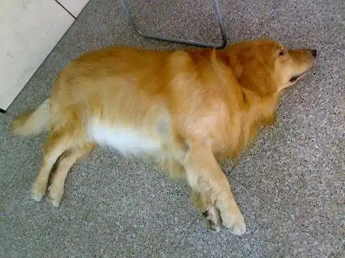 养了四年的金毛突然发病离我而去,知道真相我后悔得大哭