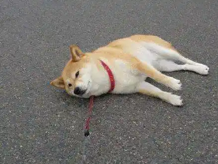 有一些主人,溜狗对他们来说只是秀狗,他们并不是真的想要陪狗去散步