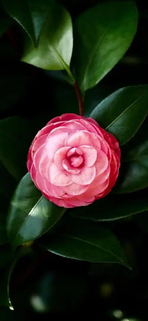 精致唯美的山茶花,高清图片,手机壁纸