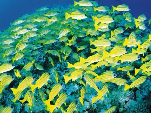 海洋鱼图片-动物高清壁纸