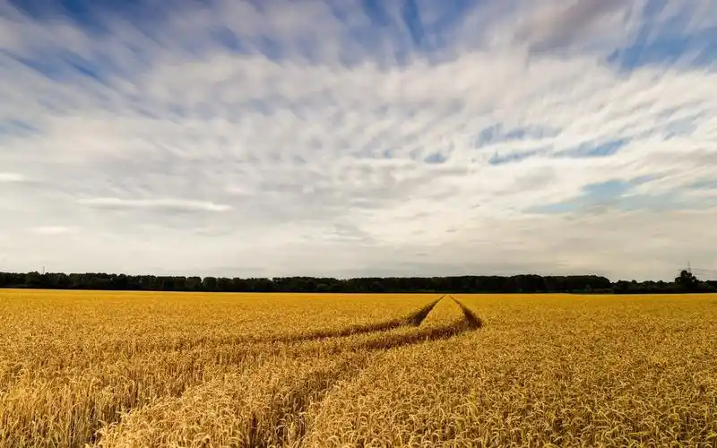 秋季金色的麦田风景,高清图片,电脑桌面-壁纸族