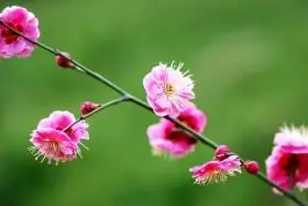 梅花图片梅花图片大全