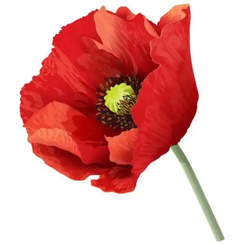 一朵桔红色罂粟花