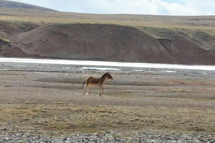 可可西里无人区的险与美
